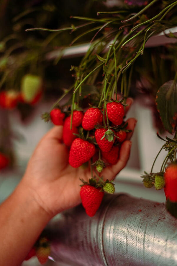 Sistema de distribución de aire y control de temperatura en cultivo vertical