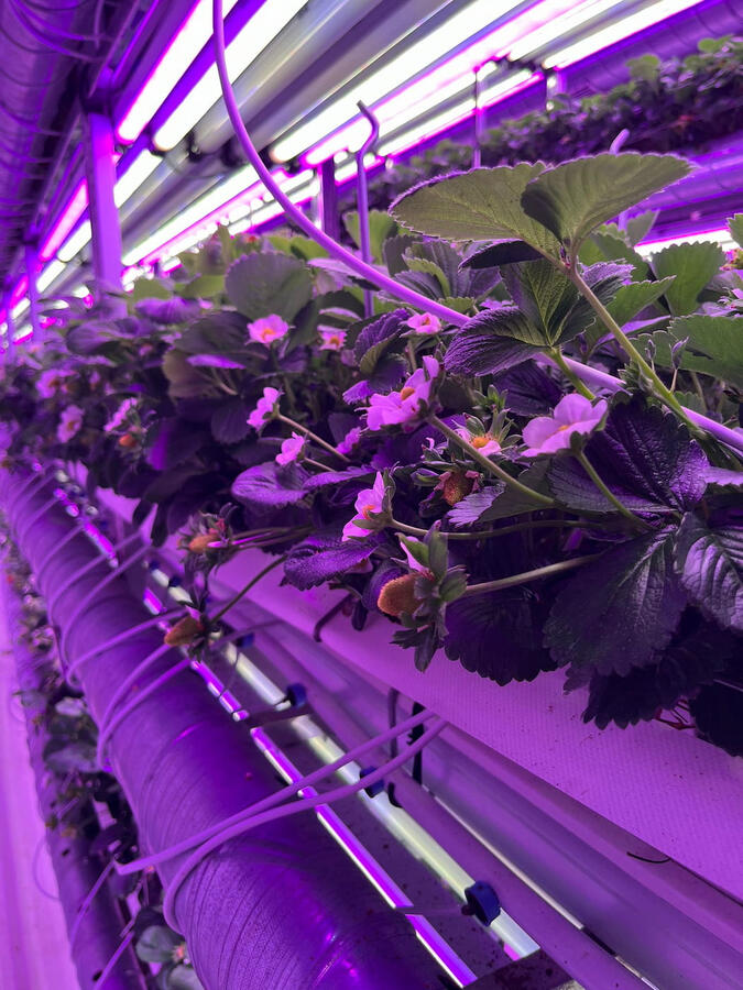 Sistema de distribución de aire y control de temperatura en cultivo vertical
